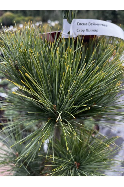 Сосна веймутова Стоу Піллар купити в контейнері